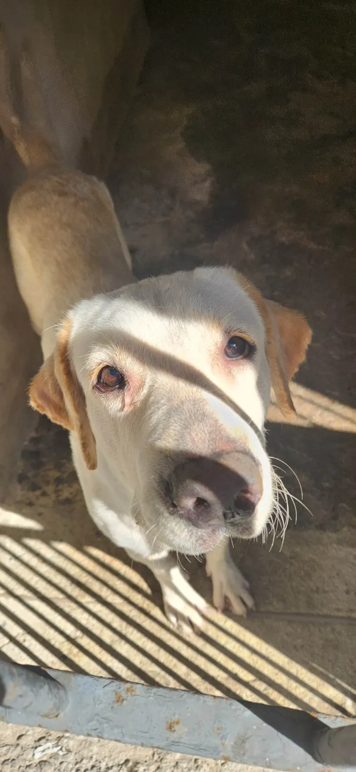 Cachorro ra a Não sei  idade 1 ano nome Luna