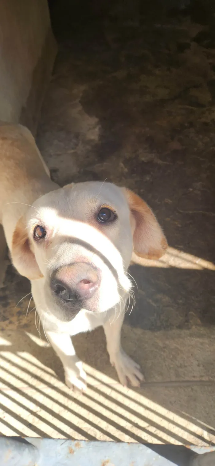 Cachorro ra a Não sei  idade 1 ano nome Luna
