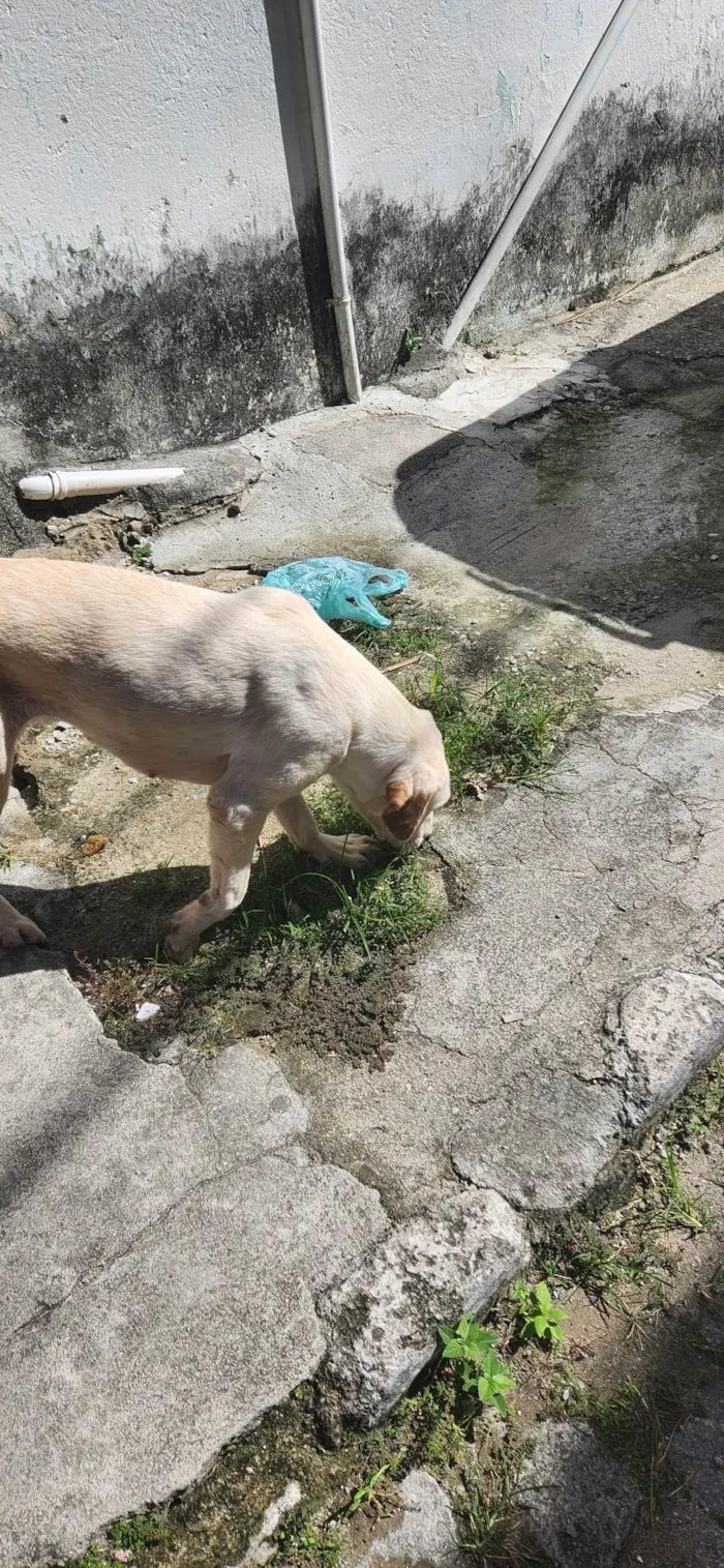 Cachorro ra a Não sei  idade 1 ano nome Luna