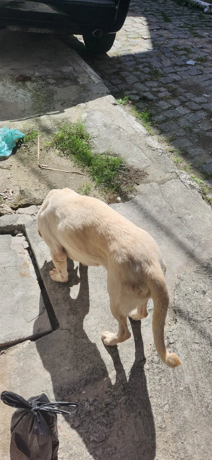 Cachorro ra a Não sei  idade 1 ano nome Luna
