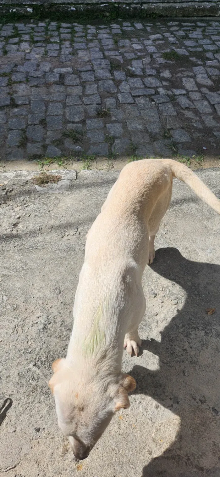 Cachorro ra a Não sei  idade 1 ano nome Luna