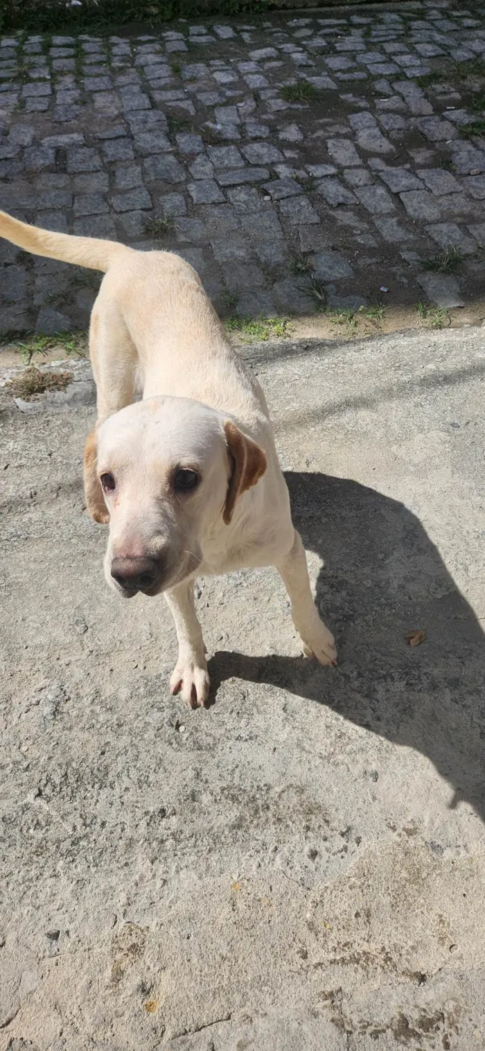 Cachorro ra a Não sei  idade 1 ano nome Luna