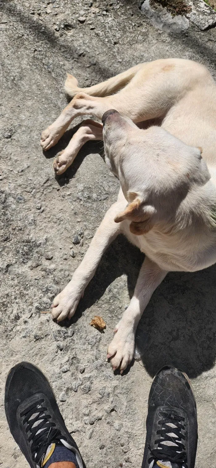 Cachorro ra a Não sei  idade 1 ano nome Luna