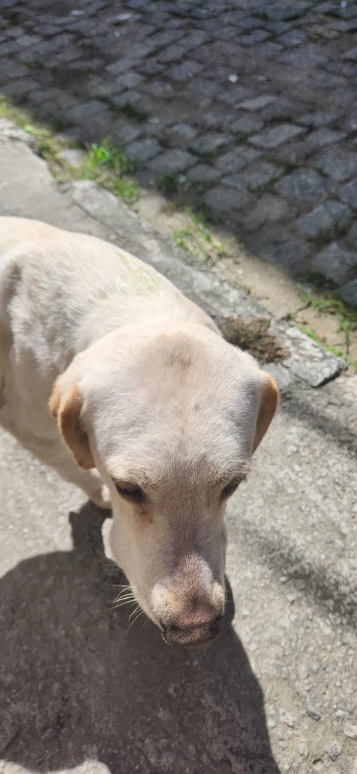 Cachorro ra a Não sei  idade 1 ano nome Luna