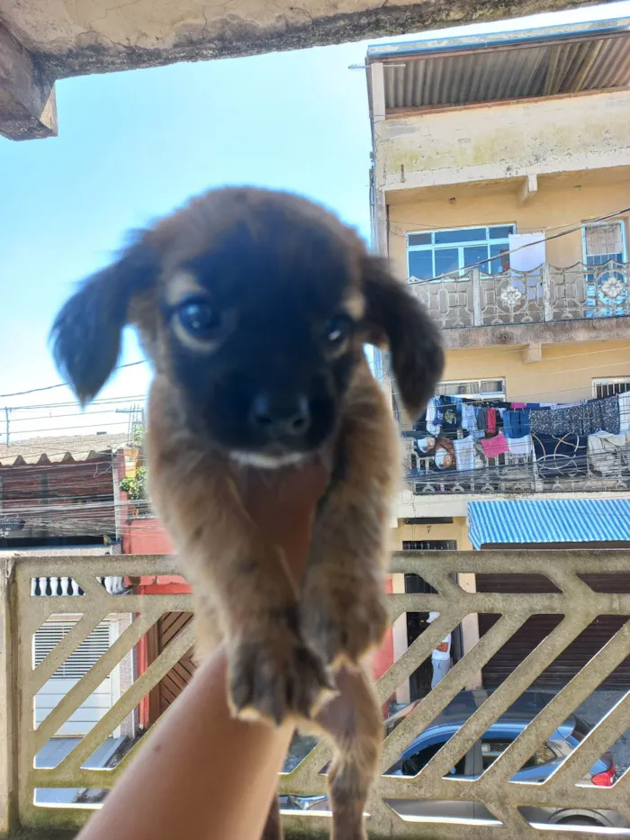 Cachorro ra a SRD-ViraLata idade Abaixo de 2 meses nome Sem nome 