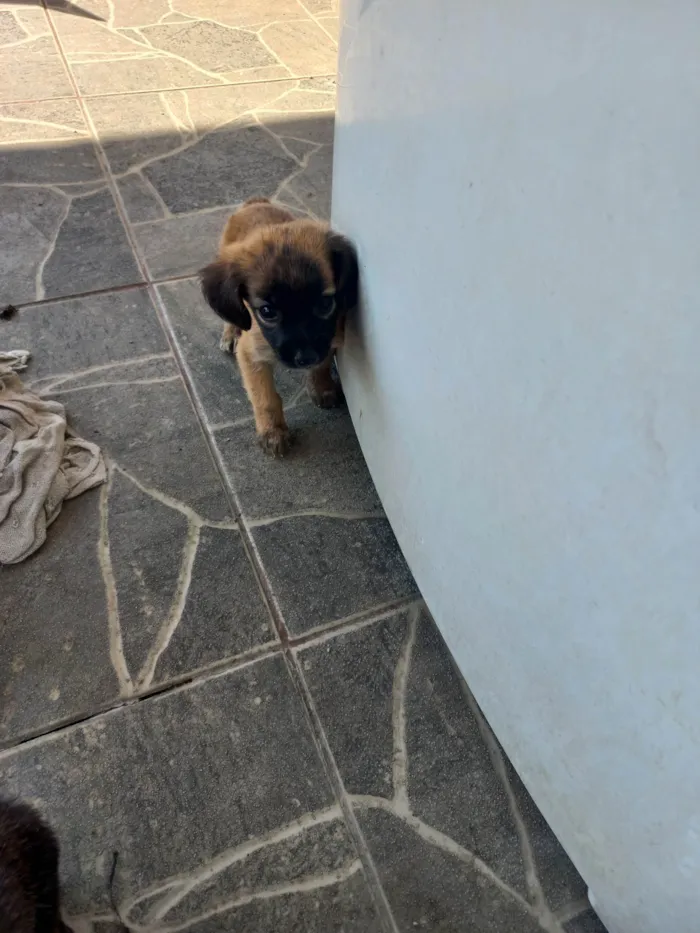 Cachorro ra a SRD-ViraLata idade Abaixo de 2 meses nome Sem nome 