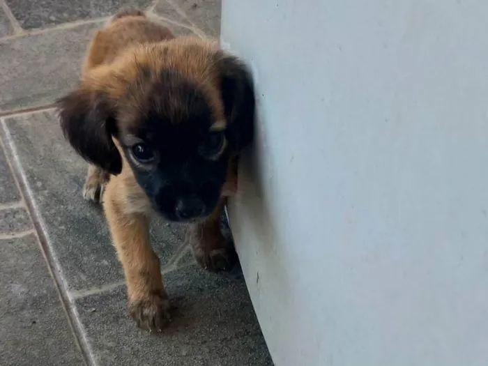 Cachorro ra a SRD-ViraLata idade Abaixo de 2 meses nome Sem nome 