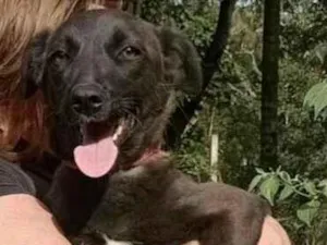Cachorro raça  idade 7 a 11 meses nome Lolly