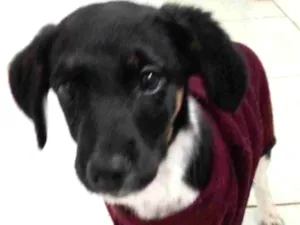 Cachorro raça SRD idade 2 a 6 meses nome KELLY