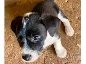Cachorro raça  idade 2 a 6 meses nome Meg