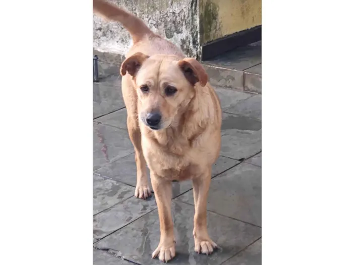 Cachorro ra a SRD o pai é um Golden e a mãe uma vira lata porte grande  idade 1 ano nome Gaia