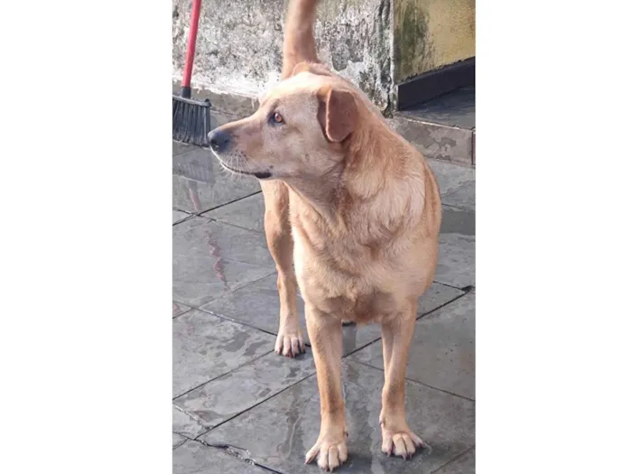 Cachorro ra a SRD o pai é um Golden e a mãe uma vira lata porte grande  idade 1 ano nome Gaia