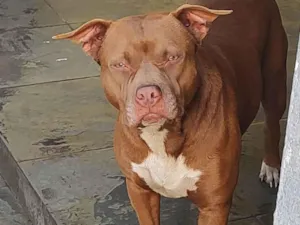 Cachorro raça Pit-Bull idade 1 ano nome Flor