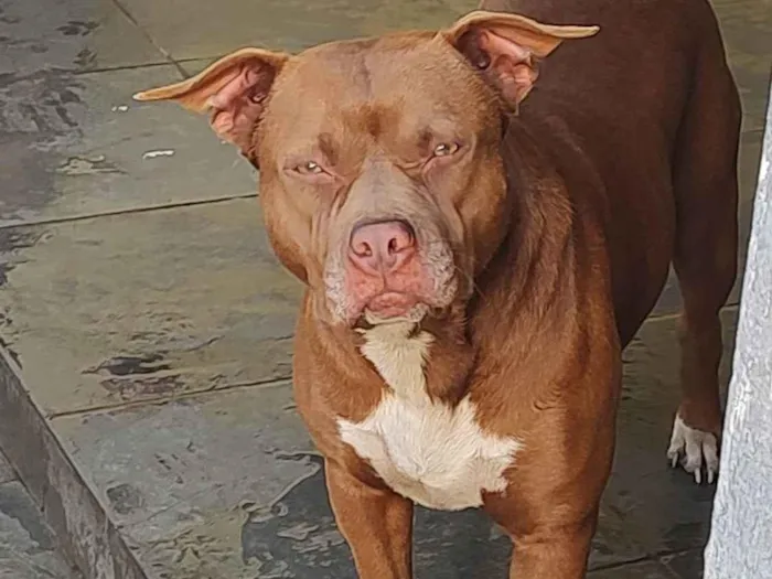 Cachorro ra a Pit-Bull idade 1 ano nome Flor