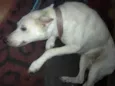 Lupy