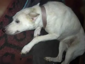 Cachorro raça Não sei a raça dela idade 6 ou mais anos nome Lupy