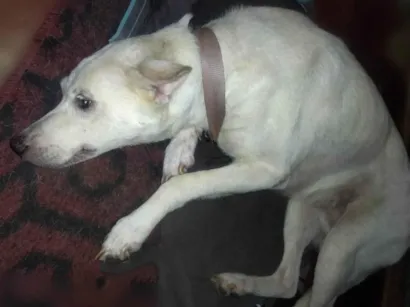 Cachorro raça Não sei a raça dela idade 6 ou mais anos nome Lupy