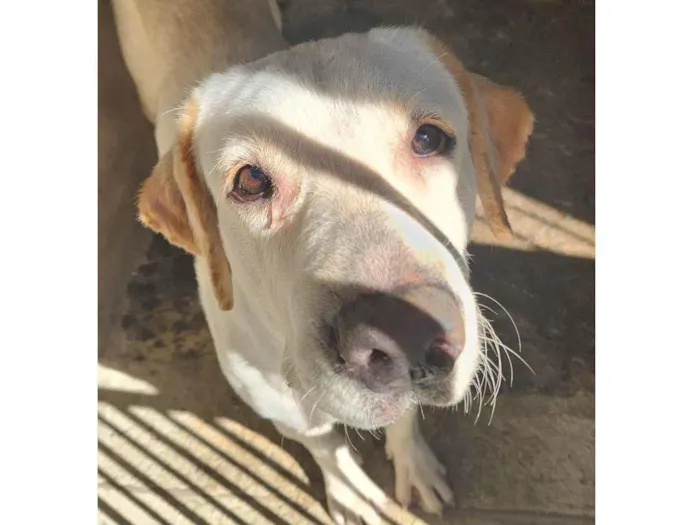 Cachorro ra a Não sei  idade 1 ano nome Luna