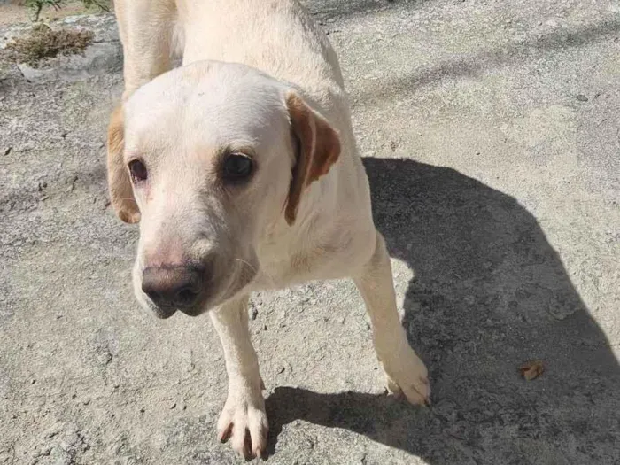 Cachorro ra a Não sei  idade 1 ano nome Luna