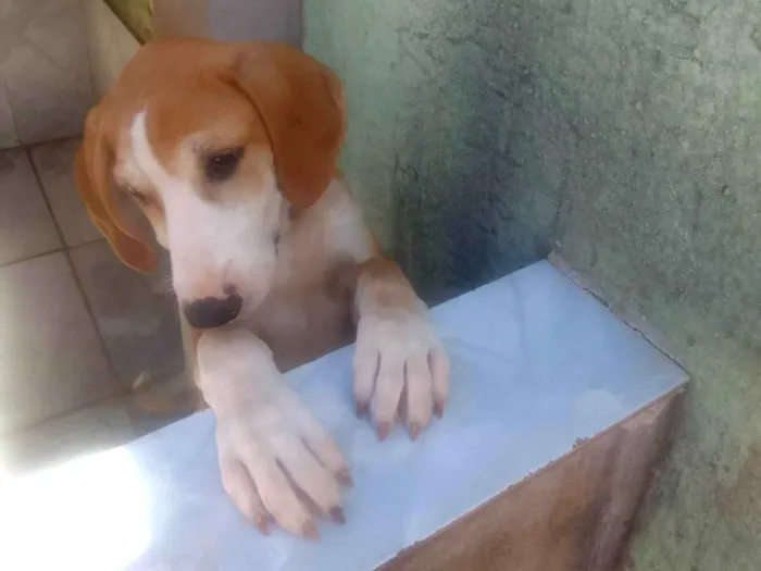 Cachorro ra a  idade 2 a 6 meses nome Cacau