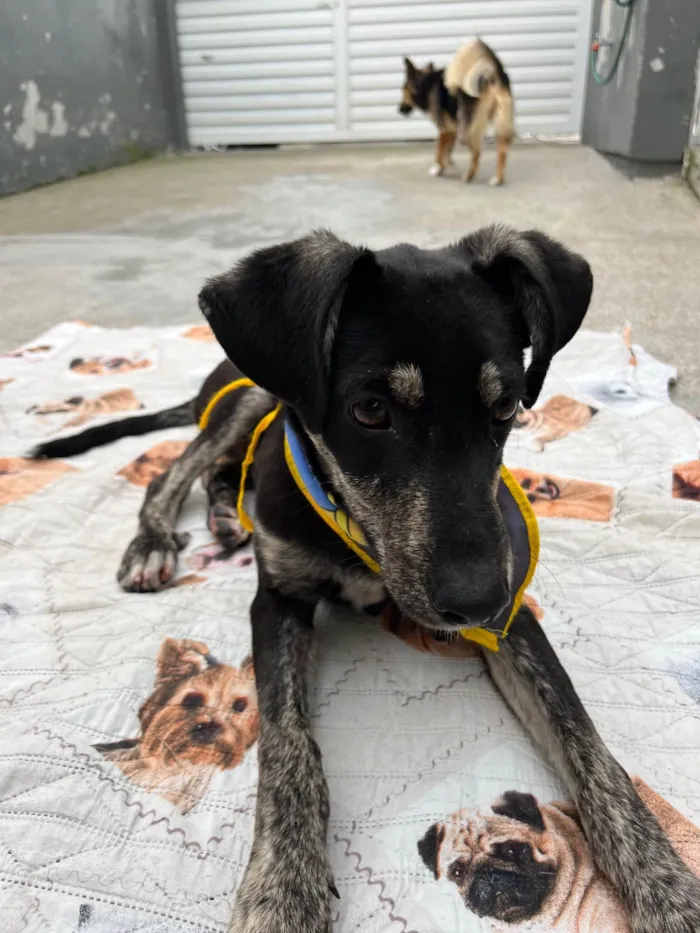 Cachorro ra a SRD-ViraLata idade 7 a 11 meses nome Zequinha