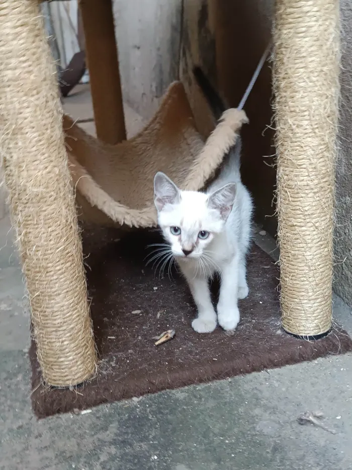 Gato ra a Sem raça específica  idade 2 a 6 meses nome Ainda estão sem nome 
