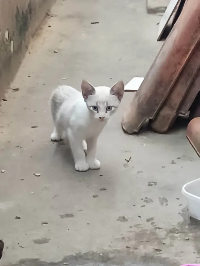 Gato ra a Sem raça específica  idade 2 a 6 meses nome Ainda estão sem nome 