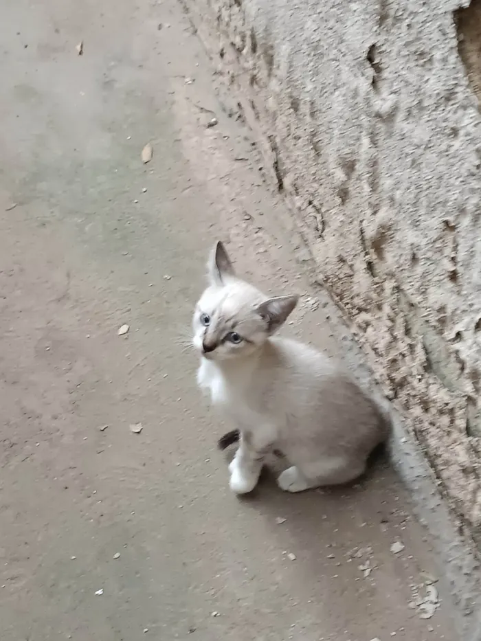 Gato ra a Sem raça específica  idade 2 a 6 meses nome Ainda estão sem nome 