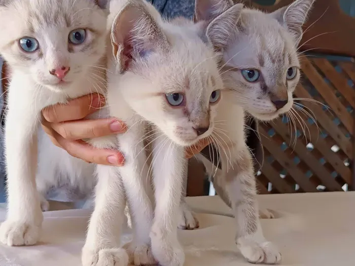 Gato ra a Sem raça específica  idade 2 a 6 meses nome Ainda estão sem nome 
