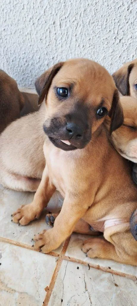 Cachorro ra a SRD idade Abaixo de 2 meses nome Bruce