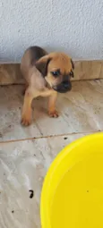 Bruce