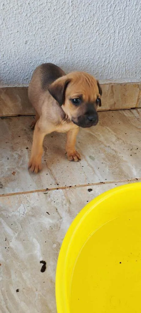 Cachorro ra a SRD idade Abaixo de 2 meses nome Bruce