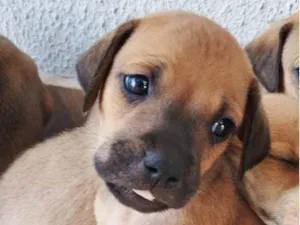 Cachorro raça SRD idade Abaixo de 2 meses nome Bruce