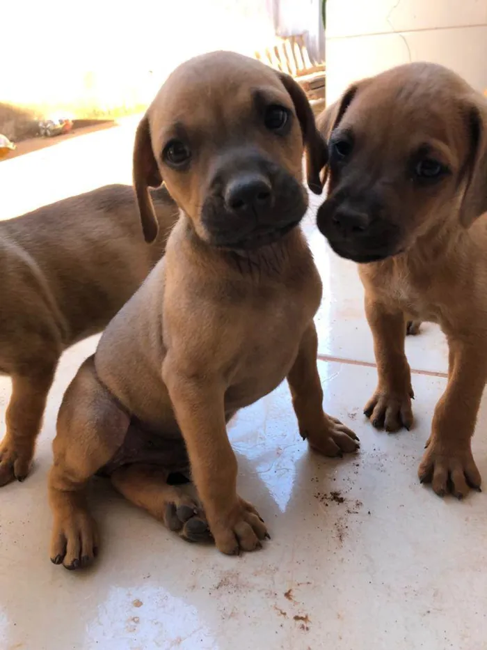 Cachorro ra a SRD-ViraLata idade Abaixo de 2 meses nome Paçoca