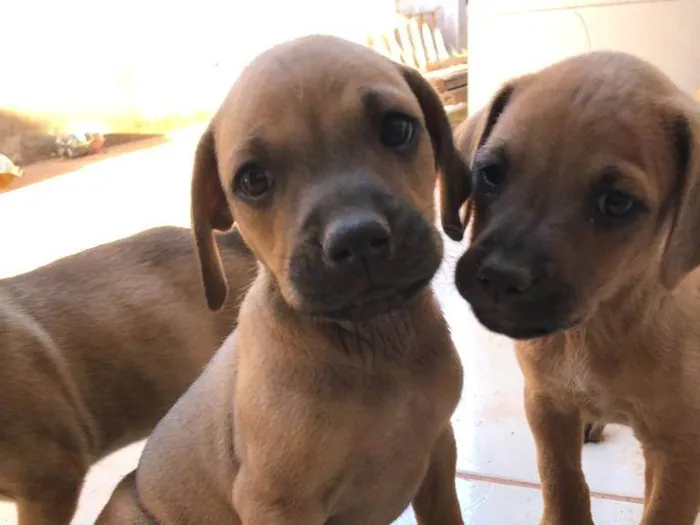 Cachorro ra a SRD-ViraLata idade Abaixo de 2 meses nome Paçoca