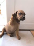 Pimpolho