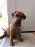 Pimpolho