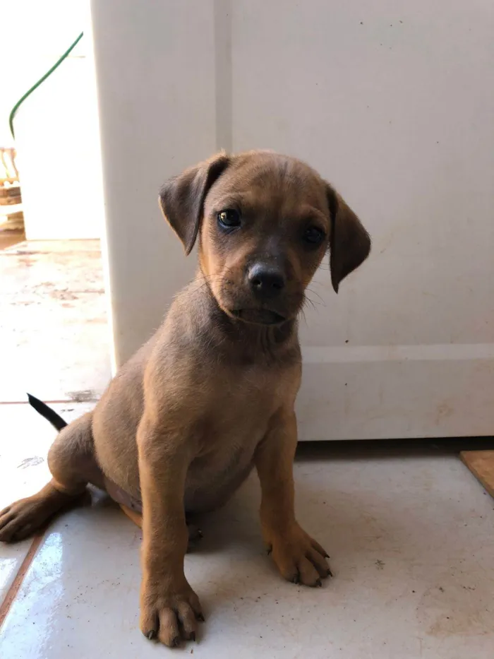 Cachorro ra a SRD-ViraLata idade Abaixo de 2 meses nome Pimpolho