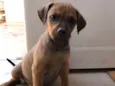 Pimpolho