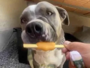 Cachorro raça American  idade 3 anos nome Fiona