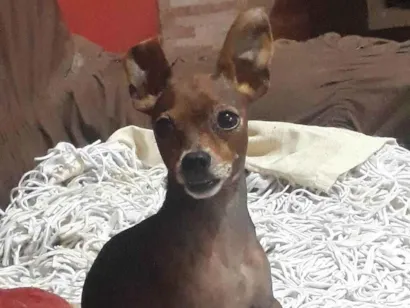 Cachorro raça Pinscher idade 4 anos nome Toquinho