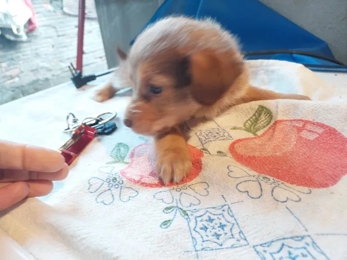 Cachorro ra a SRD-ViraLata idade 2 a 6 meses nome Sem nome