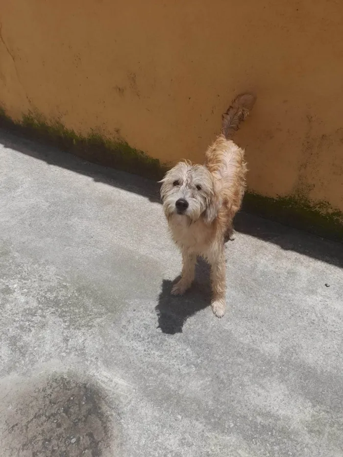 Cachorro ra a SRD-ViraLata idade 7 a 11 meses nome CAJU