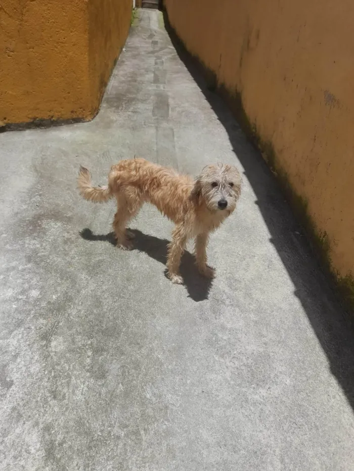 Cachorro ra a SRD-ViraLata idade 7 a 11 meses nome CAJU