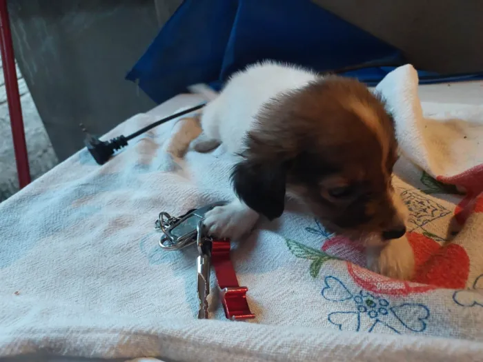 Cachorro ra a SRD-ViraLata idade 2 a 6 meses nome Sem nome 