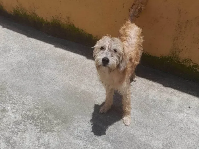 Cachorro ra a SRD-ViraLata idade 7 a 11 meses nome CAJU