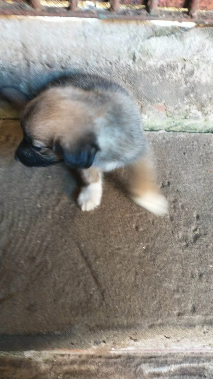 Cachorro ra a SRD-ViraLata idade 2 a 6 meses nome Sem nome