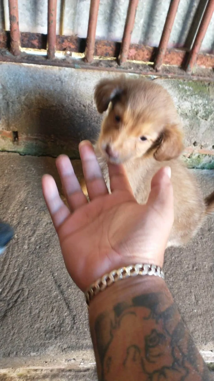 Cachorro ra a SRD-ViraLata idade 2 a 6 meses nome Sem nome 2