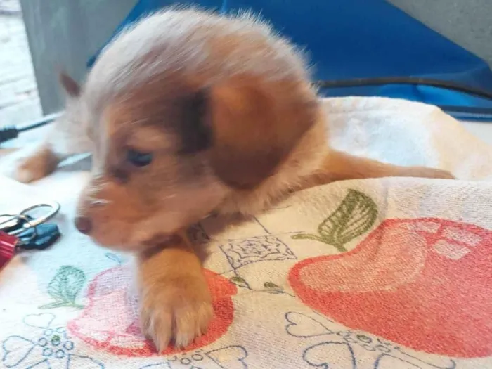 Cachorro ra a SRD-ViraLata idade 2 a 6 meses nome Sem nome