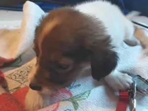 Cachorro raça SRD-ViraLata idade 2 a 6 meses nome Sem nome 